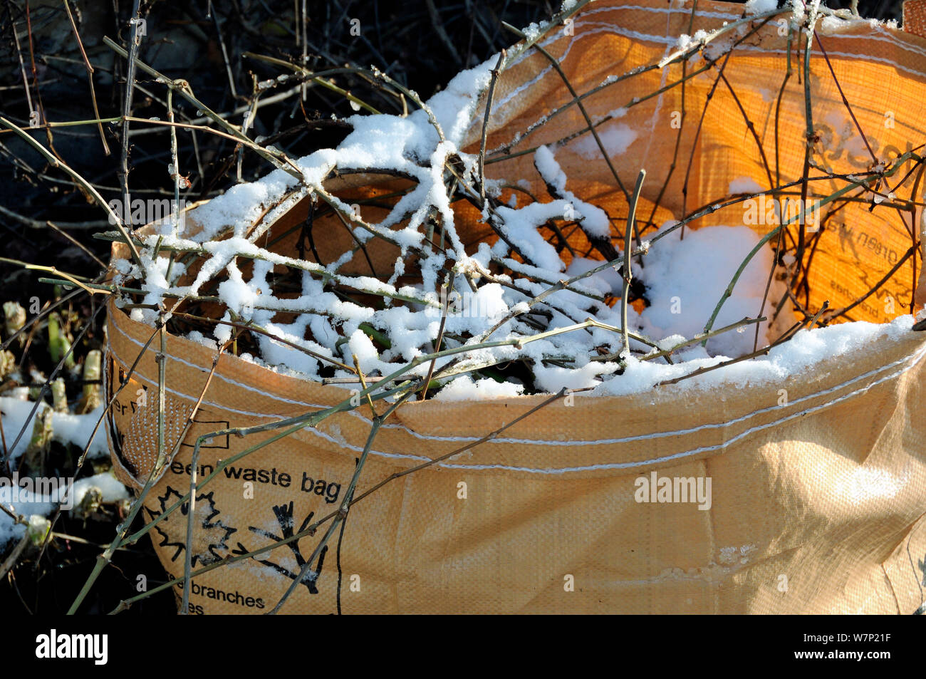 Green waste bag with vegetation and snow on top, London Borough of Islington, UK Stock Photo Alamy