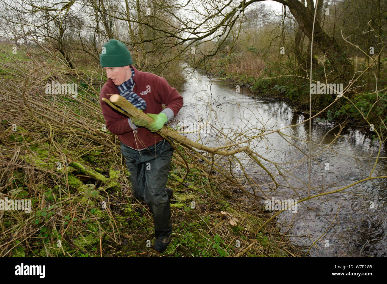 A volunteer from the Wildwood trust removes branches, as trees are cut down to improve water vole habitat on a stream and to allow growth of bankside vegetation, East Malling, Kent England, February 2011 Stock Photo