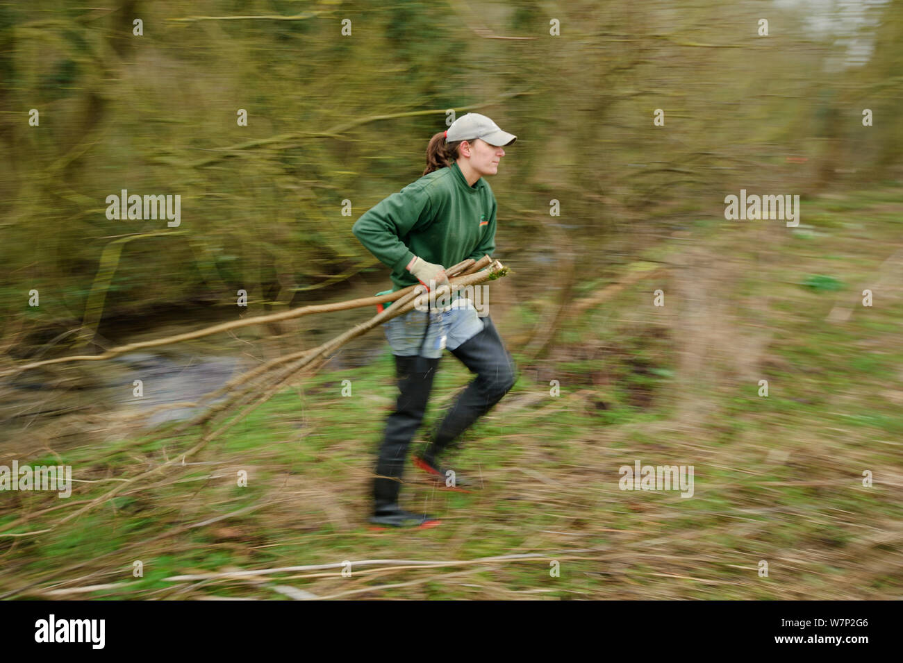 A member of staff from the Wildwoood Trust carries branches of trees cut down improve water vole habitat on a stream and to allow growth of bankside vegetation, East Malling, Kent England, February 2011 Stock Photo