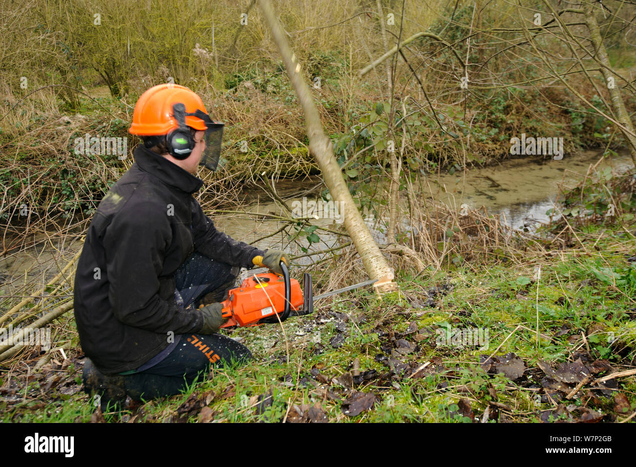 A volunteer from Wildwood trust cuts down tree to improve improve water vole habitat on a stream in Kent and to allow growth of bankside vegetation, East Malling, Kent England, February 2011 Stock Photo