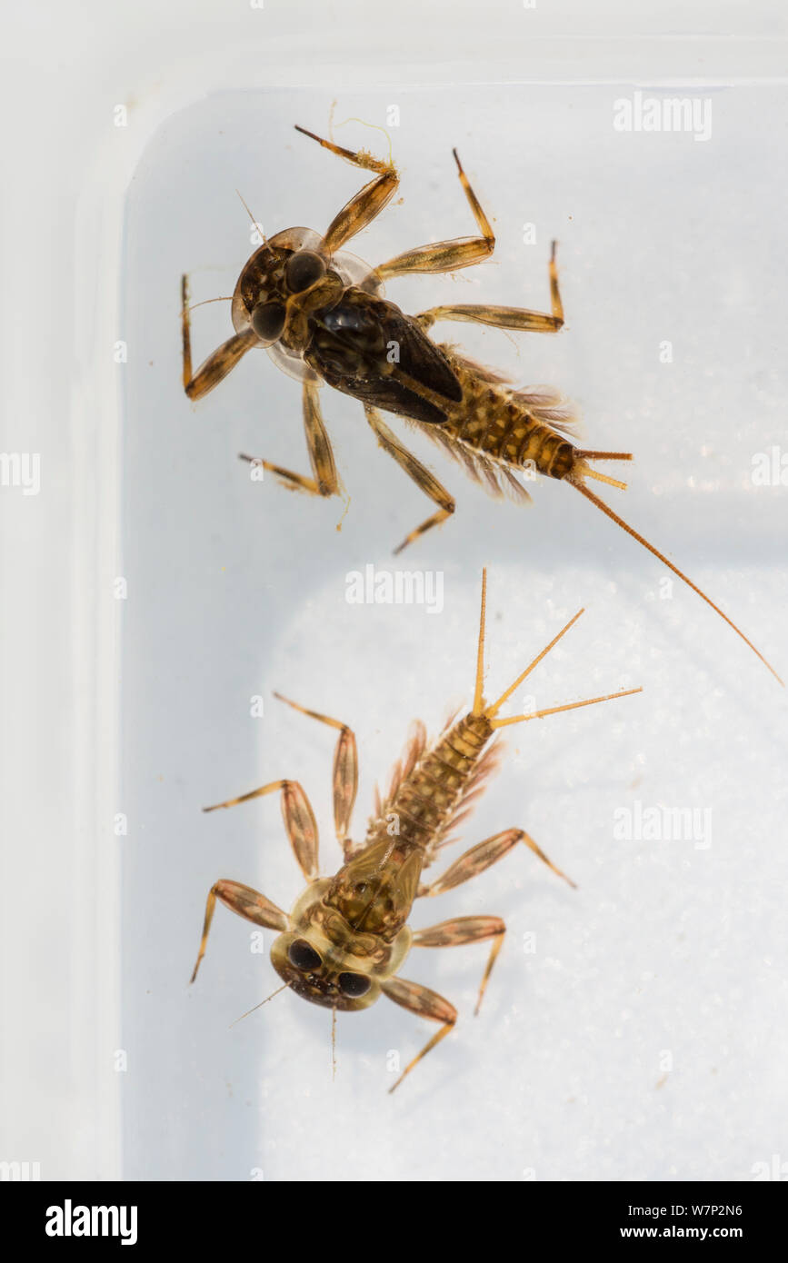 Mayfly nymphs (Ephemeroptera) from kick sample test, checking water