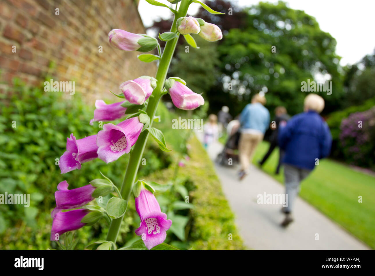 Family walking along path, with Common foxglove (Digitalis purpurea) in ...
