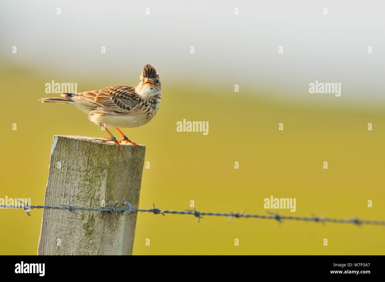 Skylark (Alauda arvensis) perched on a fence post, Balranald RSPB reserve, North Uist, Outer Hebrides, Scotland, UK, June. Stock Photo