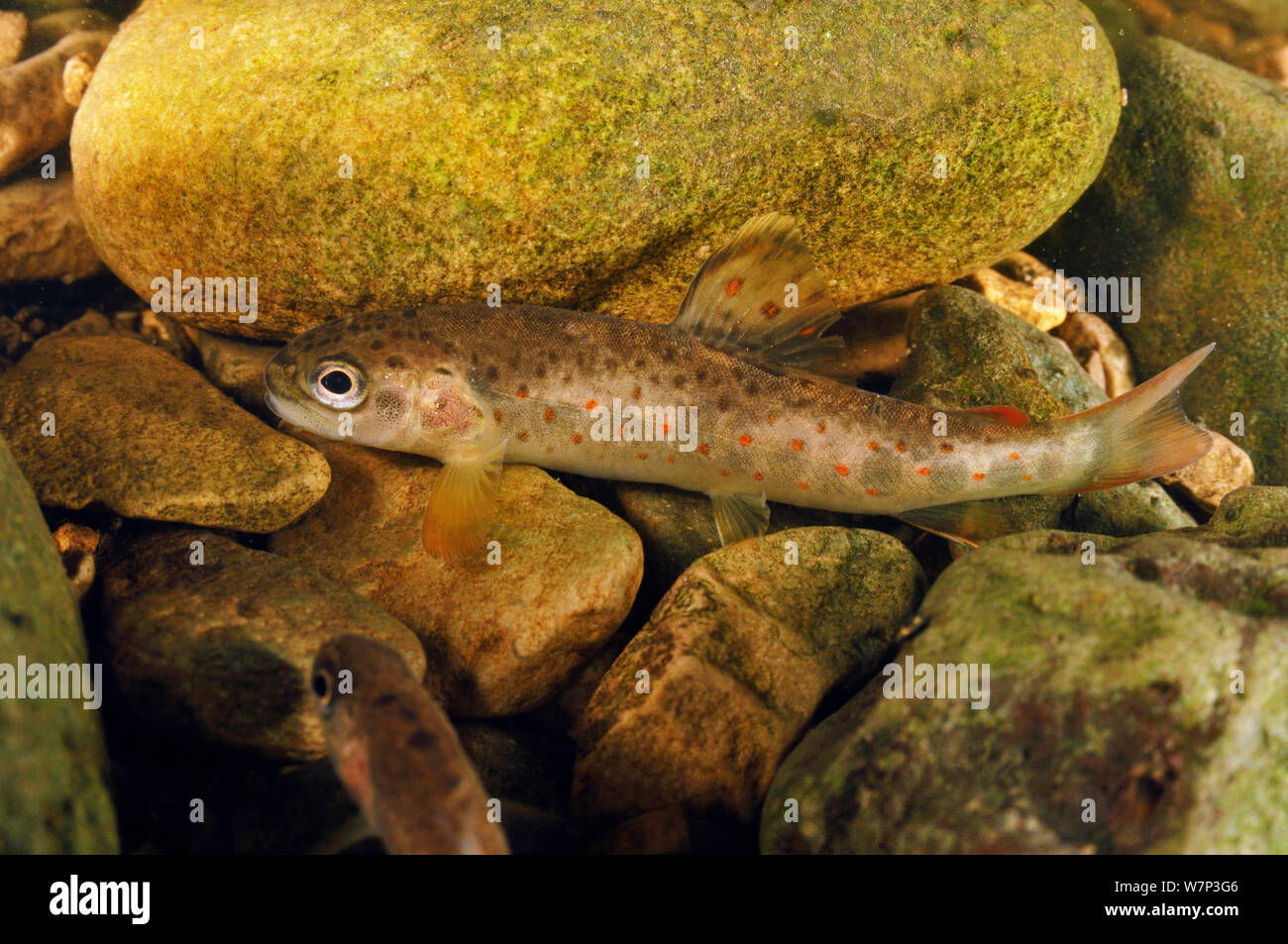 Brown trout (Salmo trutta) fry on river bed, Cumbria, England, UK,  September Stock Photo - Alamy
