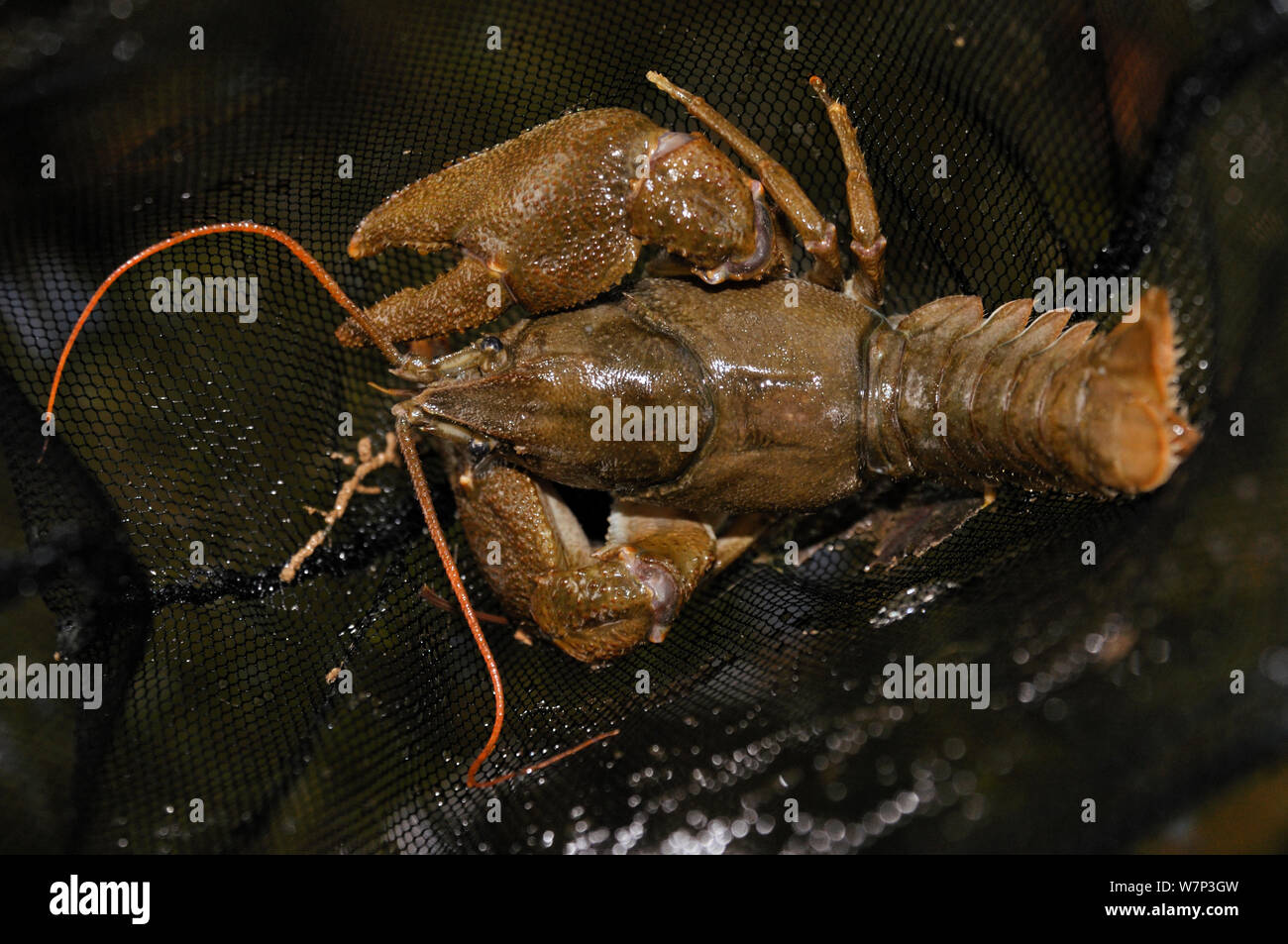 White clawed crayfish (Austropotamobius pallipes) in a small fishing net, caught as part of the