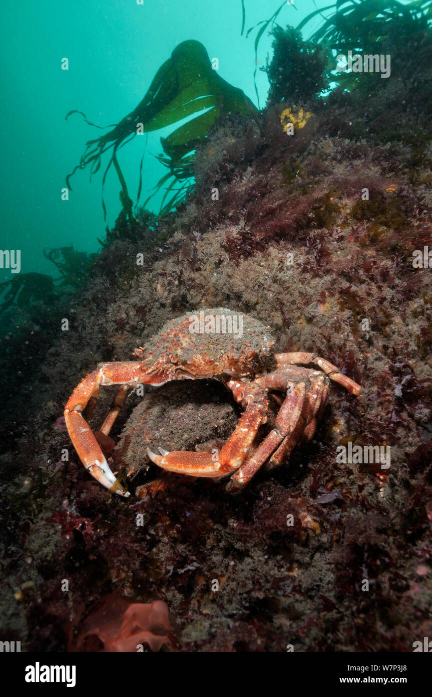 Spiny spider crab (Maja brachydactyla / squinado) pair on rock covered with red algae, Lundy Island Marine Conservation Zone, Devon, England, UK, May. Stock Photo