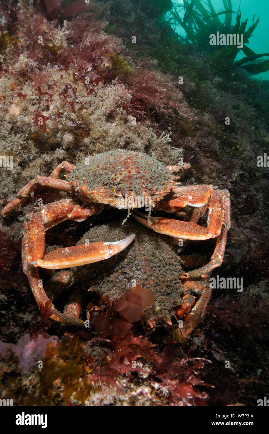 Spiny spider crab algae hires stock photography and images Alamy