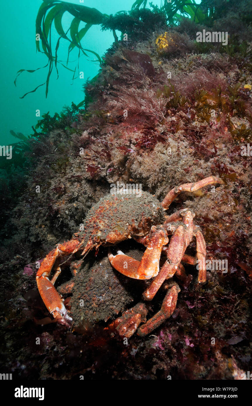Spiny spider crab (Maja brachydactyla / squinado) pair on rock covered with red algae, Lundy Island Marine Conservation Zone, Devon, England, UK, May. Stock Photo