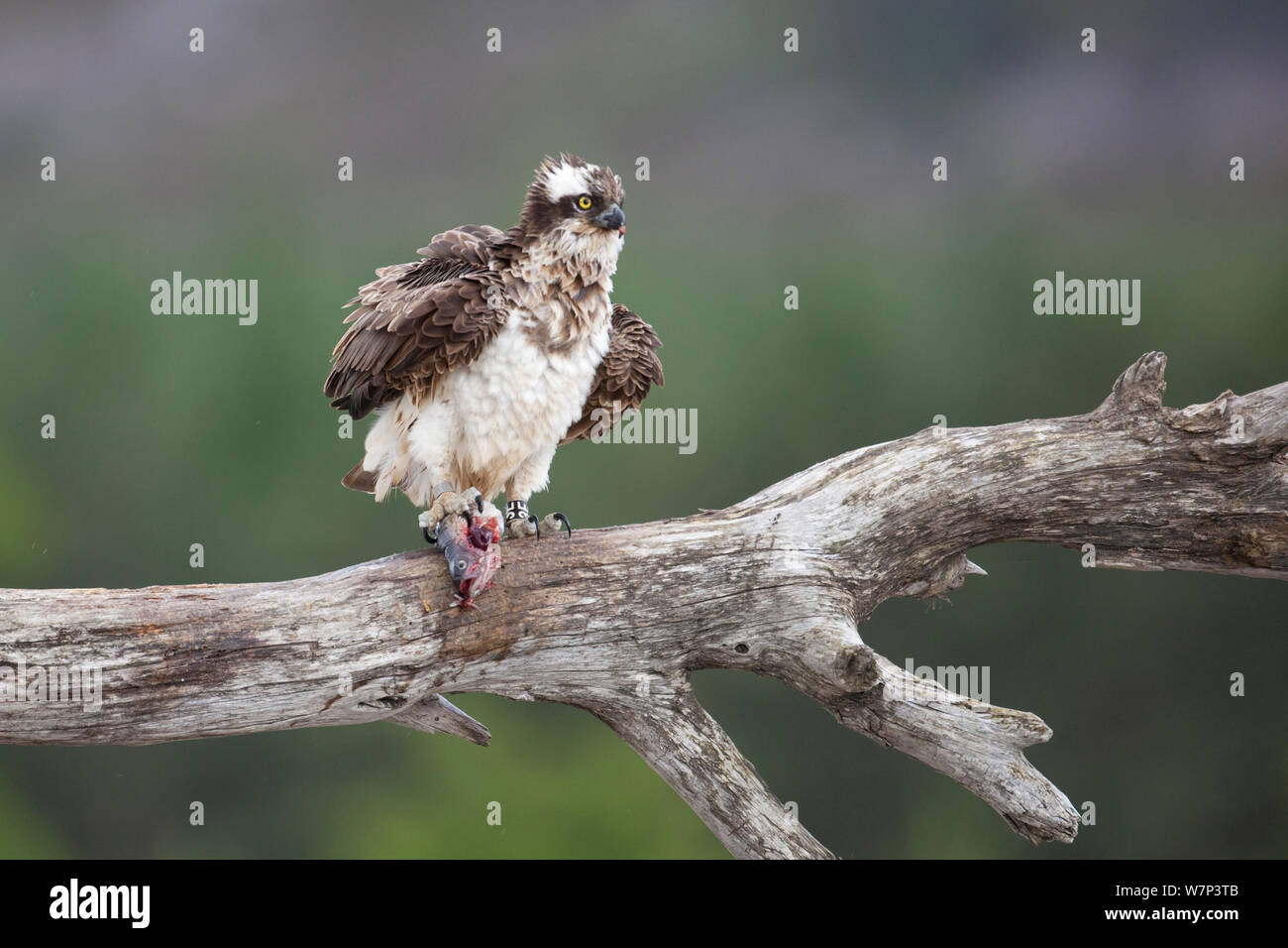 Osprey (Pandion haliaetus) drying feathers on feeding perch with fish prey, Cairngorms National Park, Scotland, UK, July. Stock Photo