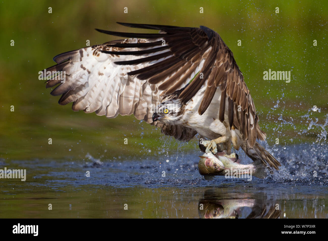 Osprey (Pandion haliaetus) taking off from the surface fo a lake with fish prey, Cairngorms National Park, Scotland, UK, July. Did you know? Ospreys became extinct in the UK in the early 20th Century; however they were not reintroduced to Scotland but recolonized naturally from Scandinavia. Stock Photo