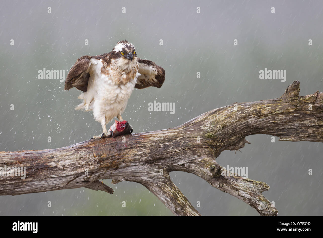 Osprey (Pandion haliaetus) on feeding perch with fish prey, shaking water from feathers, Cairngorms National Park, Scotland, UK, July. Stock Photo
