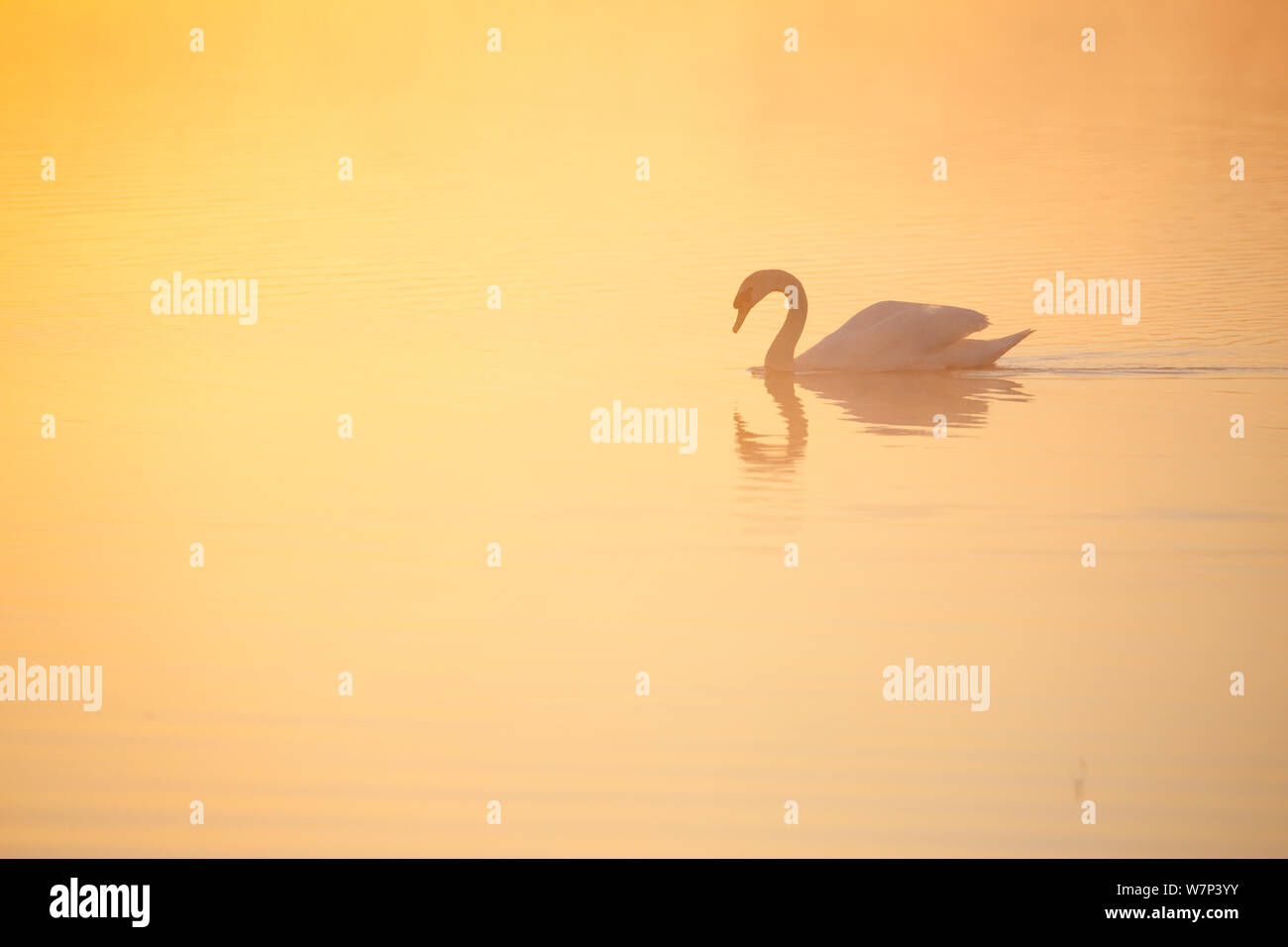 Mute swan (Cygnus olor) on River Spey at dawn, Cairngorms National Park, Scotland, UK, May. Stock Photo