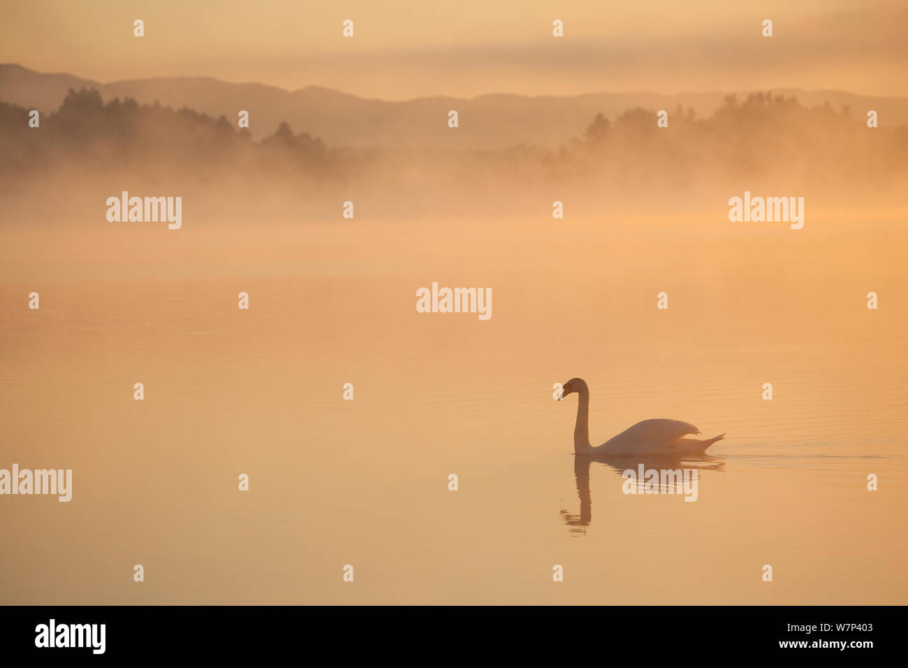 Mute swan (Cygnus olor) on River Spey at dawn, Cairngorms National Park, Scotland, UK, May. Stock Photo