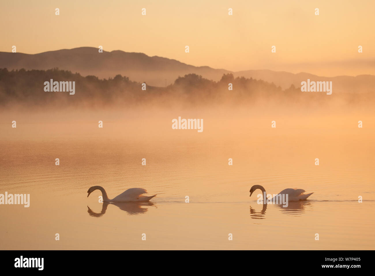 Two Mute swans (Cygnus olor) on River Spey at dawn, Cairngorms National Park, Scotland, UK, May. Stock Photo