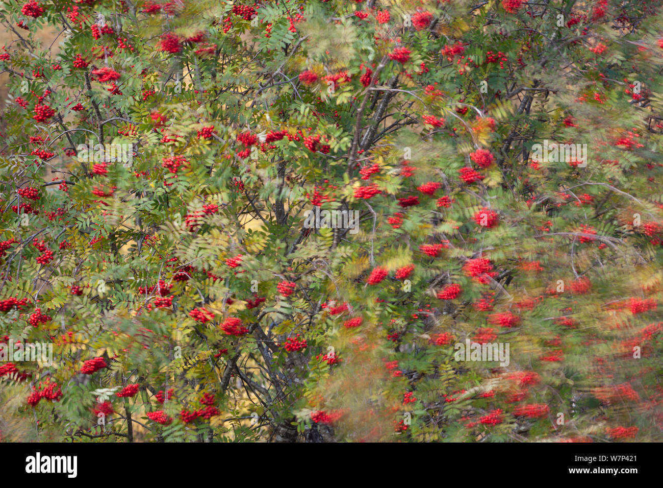 Rowan tree (Corbus aucuparia) moving in wind, with berries, Glenfeshie, Cairngorms National Park, Scotland, UK, October. Stock Photo