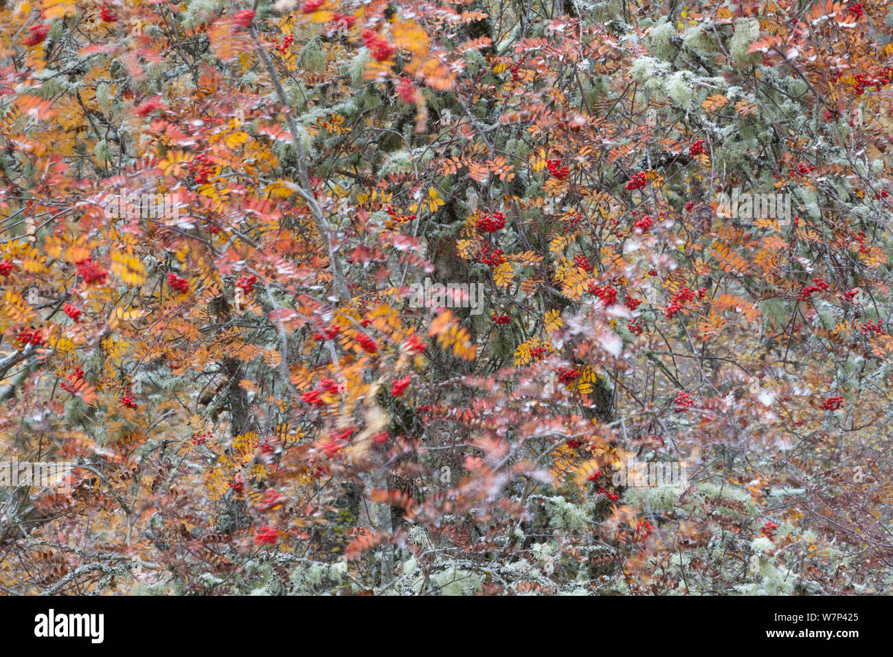 Mixed native woodland comprised of Silver birch (Betula pendula), Alder (Alnus hirsuta) and Rowan (Sorbus aucuparia) trees in autumn, Cairngorms National Park, Scotland, UK, October. Stock Photo