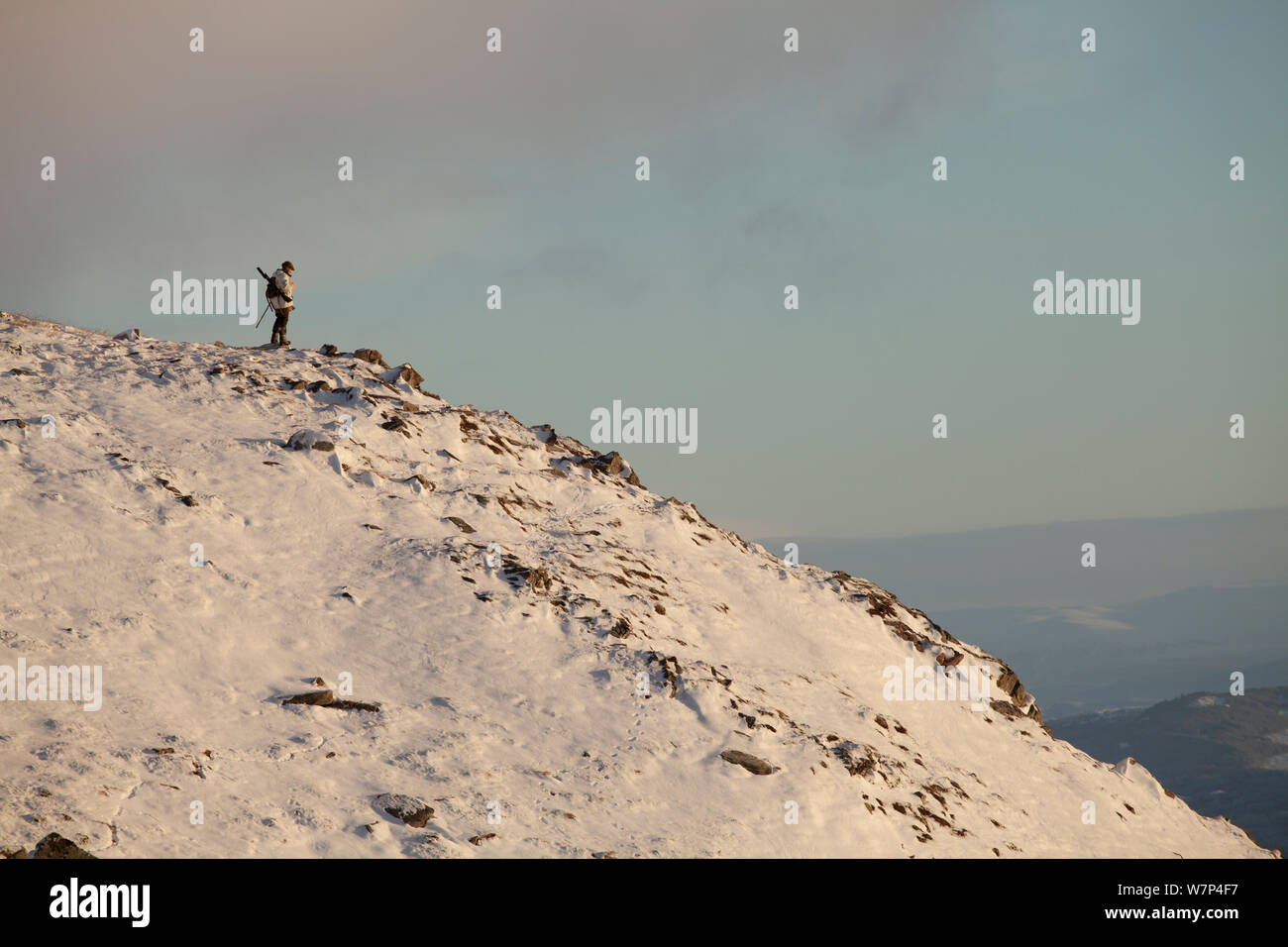 Deer Culling Stock Photos & Deer Culling Stock Images - Alamy