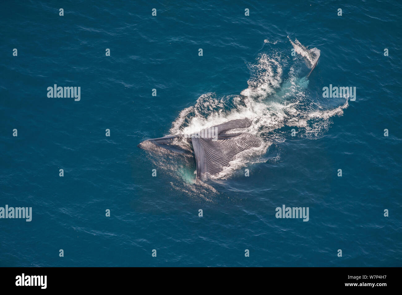 Blue Whale (Balaenoptera musculus) mouth wide open, feeding at sea
