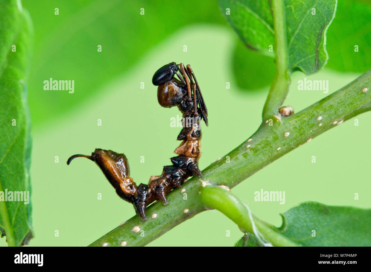 Lobster moth (Stauropus fagi) second instar larva in typical defence posture, UK, August, captive Stock Photo