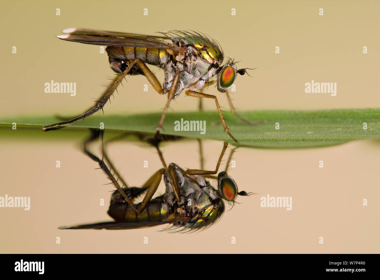 Long-legged fly (Poecilobothrus sp) Male on leaf with reflection in water; these flies prefer to be in the proximity of water, Captive, UK, August Stock Photo