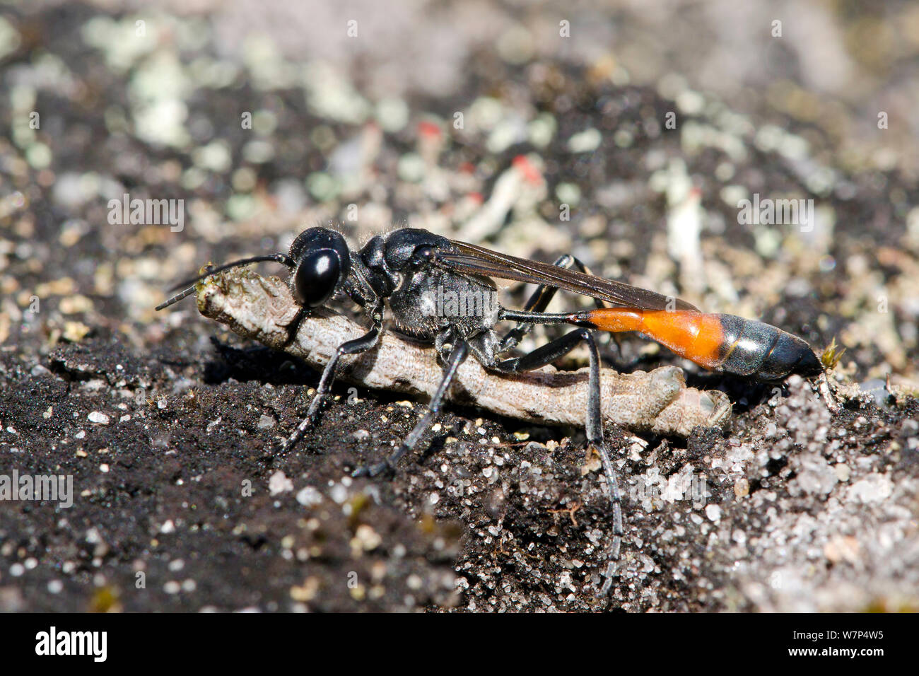 Sand Wasp (Ammophila pubescens) carrying paralysed caterpillar of Common heath moth (Ematurga atomaria) back to burrow, Surrey, UK, August Stock Photo