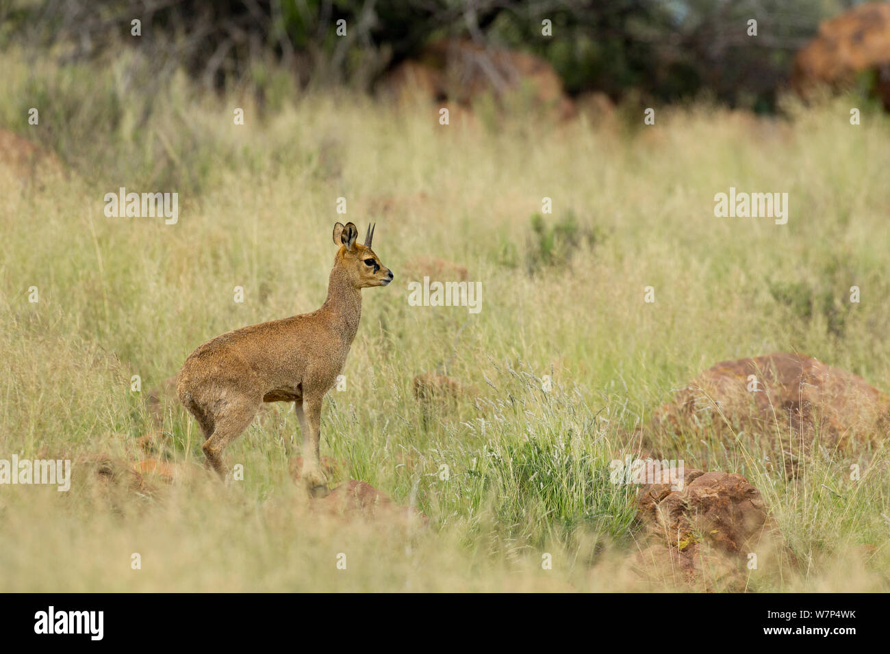 Klipspringer (Oreotragus oreotragus) standing on boulder, Karoo, South Africa, February Stock Photo