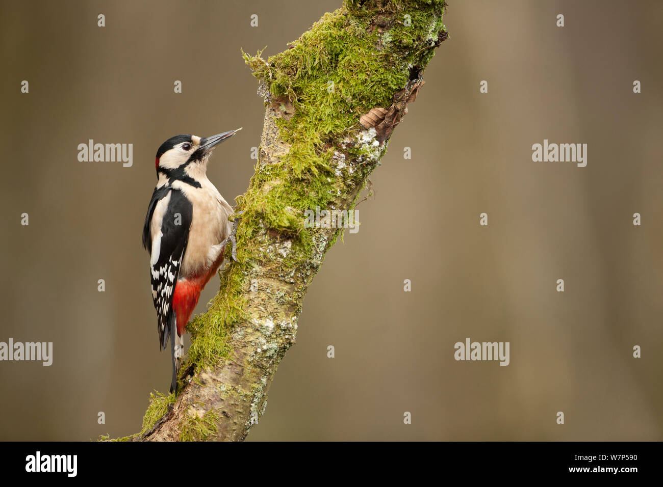 Great Spotted Woodpecker (Dendrocopos major). Scotland, UK, March. Stock Photo