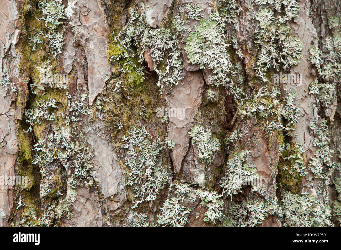 Close up of Scots pine tree bark covered with lichen. Scotland, May. Stock Photo