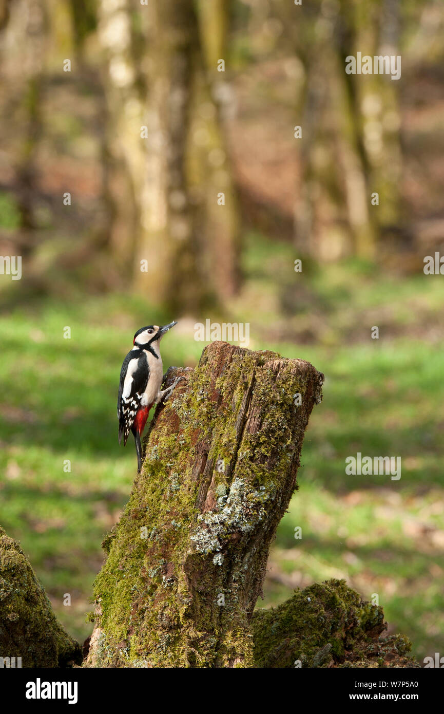 Great spotted woodpecker (Dendrocopos major) in woodland setting. Scotland, UK, March. Stock Photo