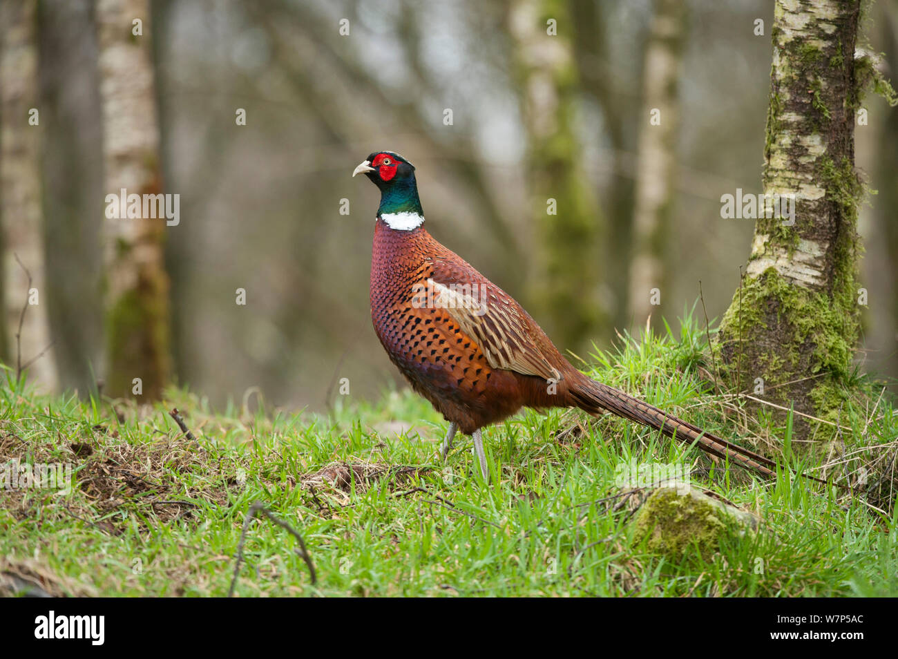 Pheasant (Phasianus colchicus) adult male in woodland. Scotland, UK, March. Stock Photo