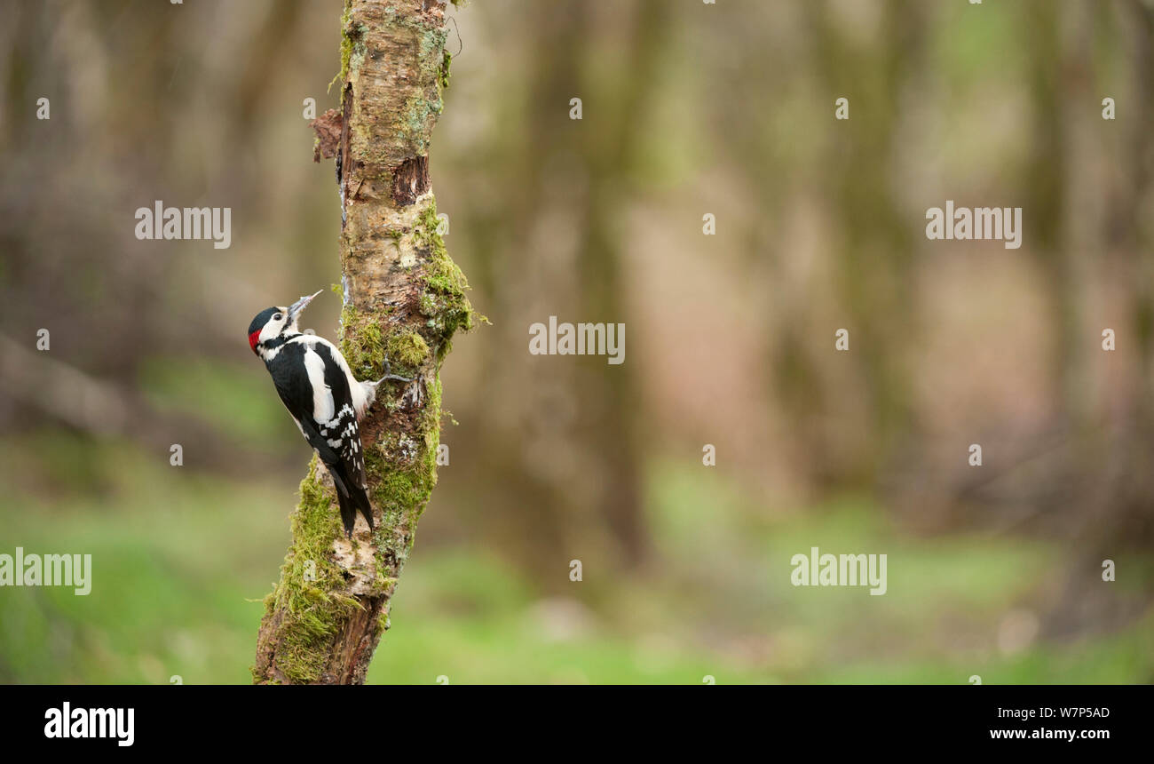 Great spotted woodpecker (Dendrocopos major) in woodland setting. Scotland, UK, March. Stock Photo