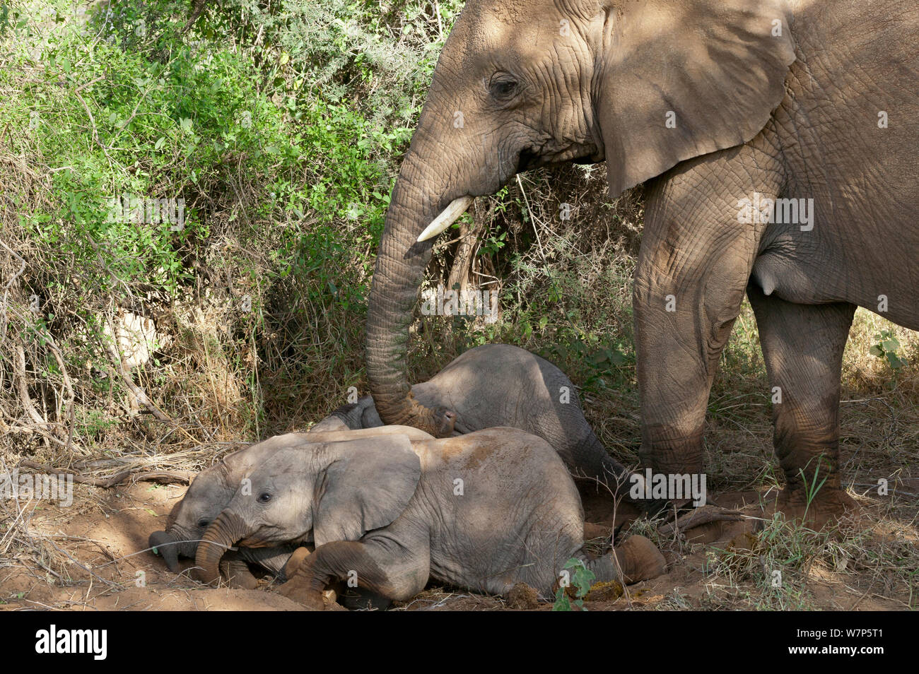 Caring elephants hi-res stock photography and images - Alamy