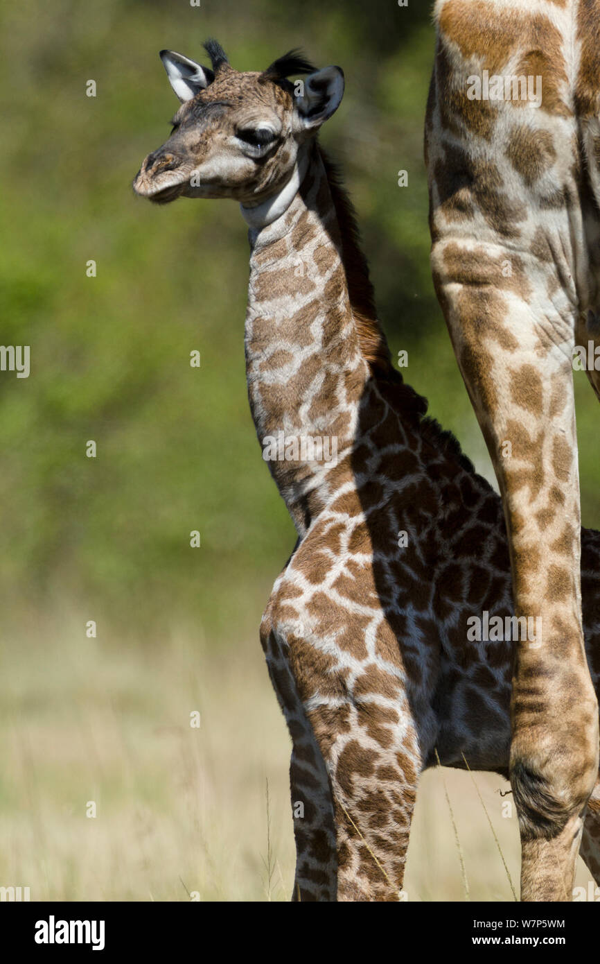 masai-giraffe-giraffa-cameleopardalis-tippelskirchi-baby-masai-mara