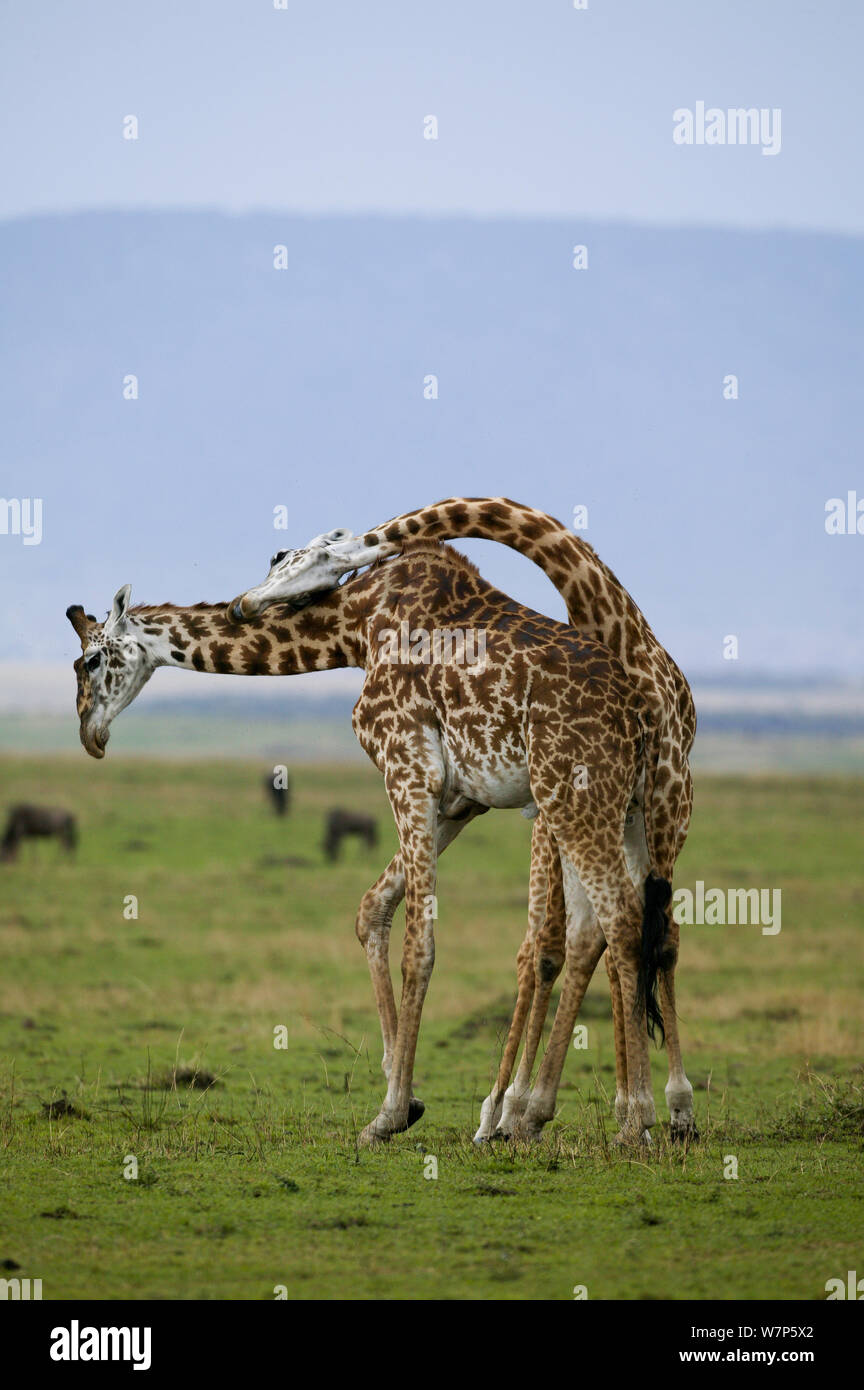 Masai maasai giraffe Stock Vector Images - Alamy