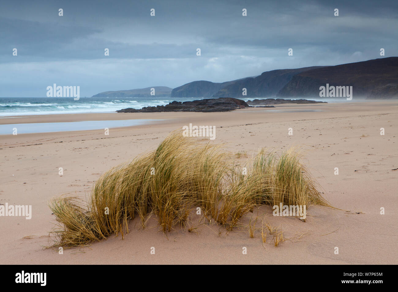 Sandwood Bay with clump of Marram grass growing on the beach, Sutherland, Scotland April 2012 Stock Photo