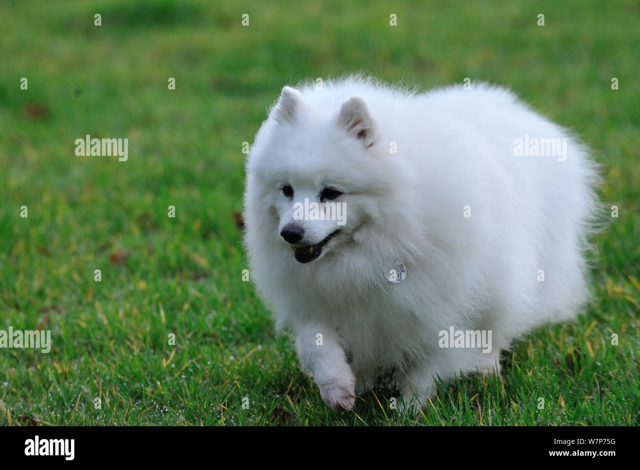 Domestic dog, Japanese Spitz. Stock Photo