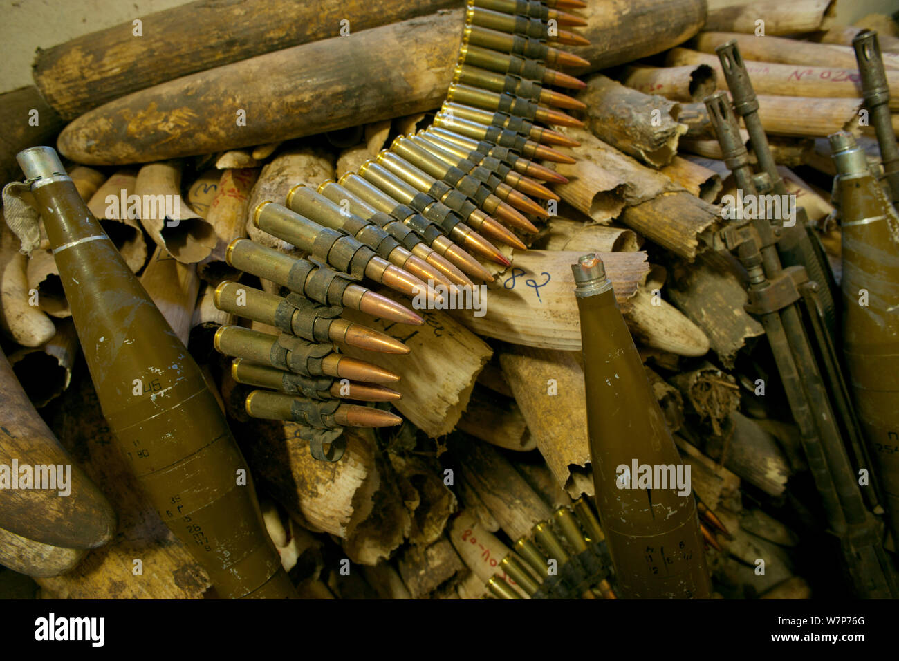 African Elephant (Loxodonta africana) ivory and confiscated ammunitions and guns. Zakouma National Park, Chad 2010 Stock Photo