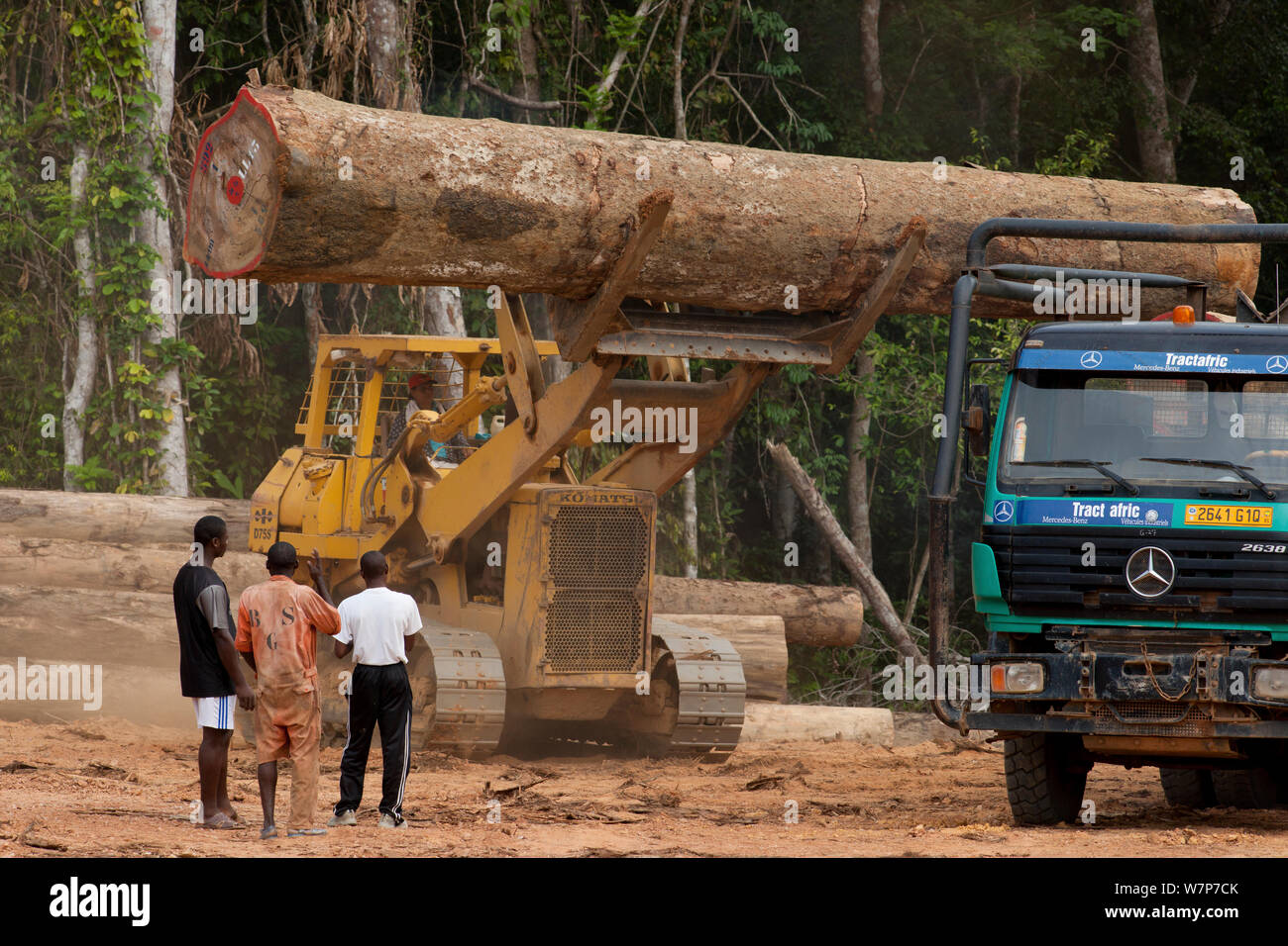 Bulldozer used for large-scale hardwood timber extraction with hardwood logs being readied for loading onto railway trucks that will collect timber from lumber yard located inside the Lope National Park. Onward shipment via sea takes place from Libreville, Gabon. 2009 Stock Photo