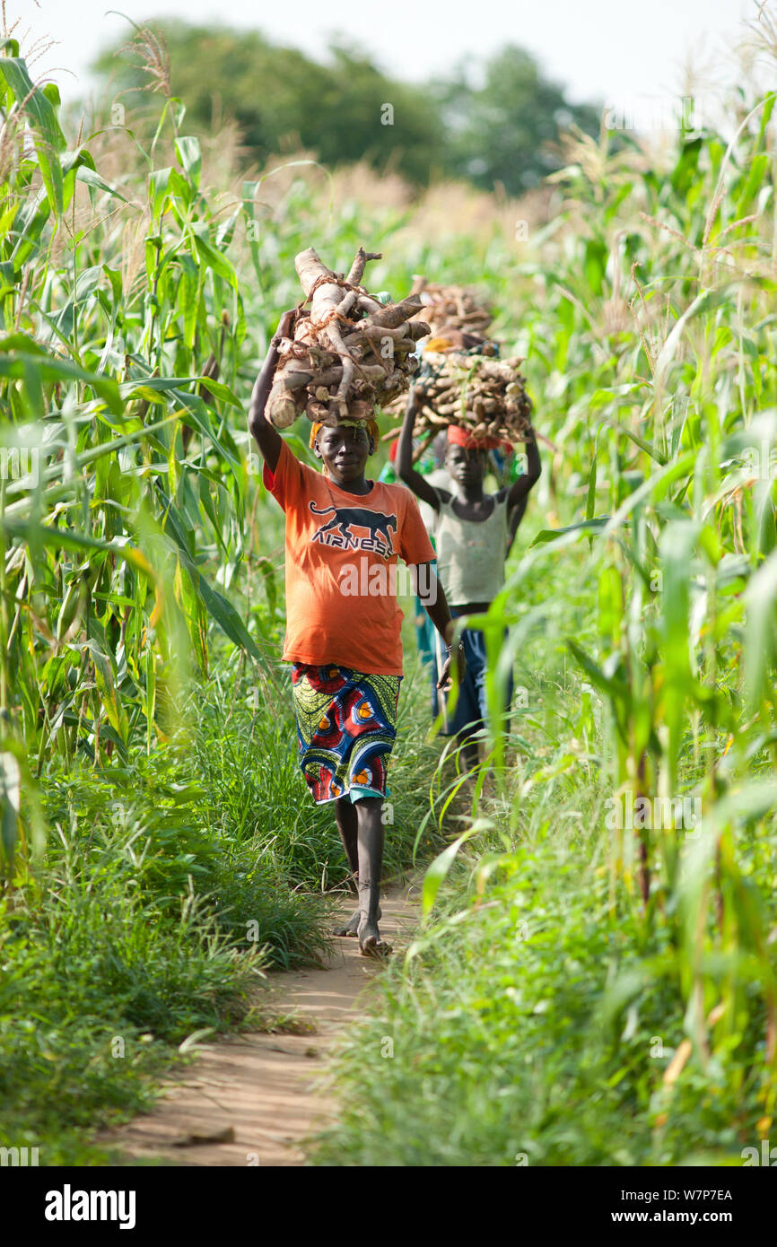 Women carrying  firewood headed into Maroua town for market day, Maroua to Kousseri highway, Cameroon, September 2009 Stock Photo