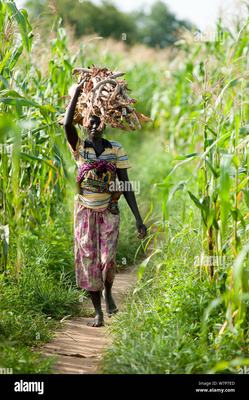 Woman carrying firewood headed into Maroua town for market day, Maroua to Kouserri highway, Cameroon, September 2009 Stock Photo