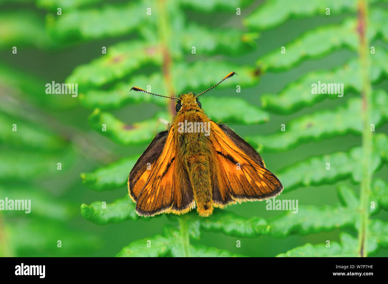 Large skipper butterfly (Ochlodes sylvanus) at rest on bracken. Studland Heath, Dorset, UK, July. Stock Photo