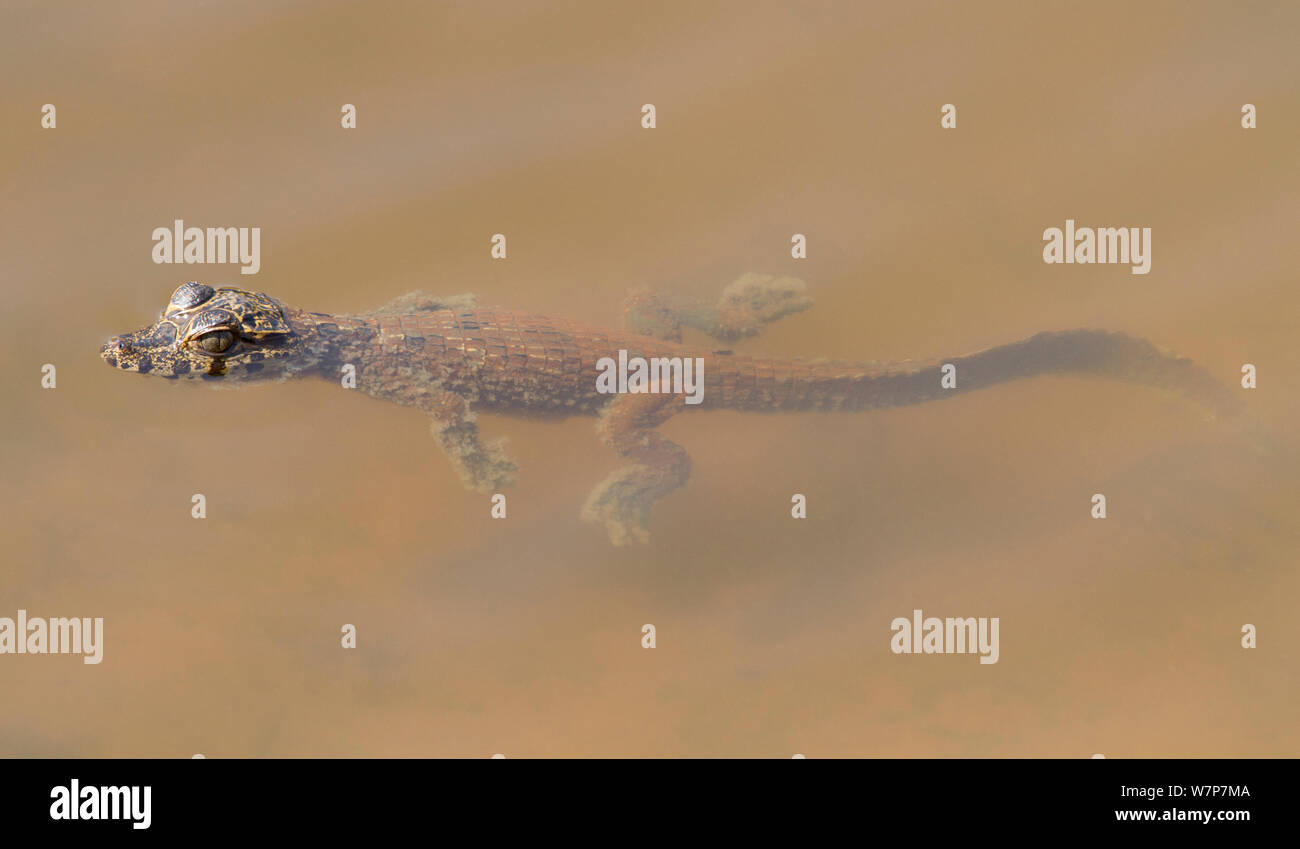 Spectacled caiman (Caiman crocodilus) baby swimming in the water of an oxbow lake, Pantanal, Brazil Stock Photo