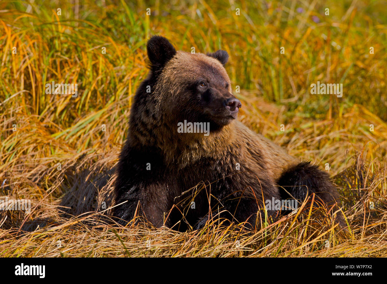 Grizzly Bear (Ursus arctos horribilis) cub on grass. Great Bear Rainforest, British Columbia, Canada, September. Stock Photo