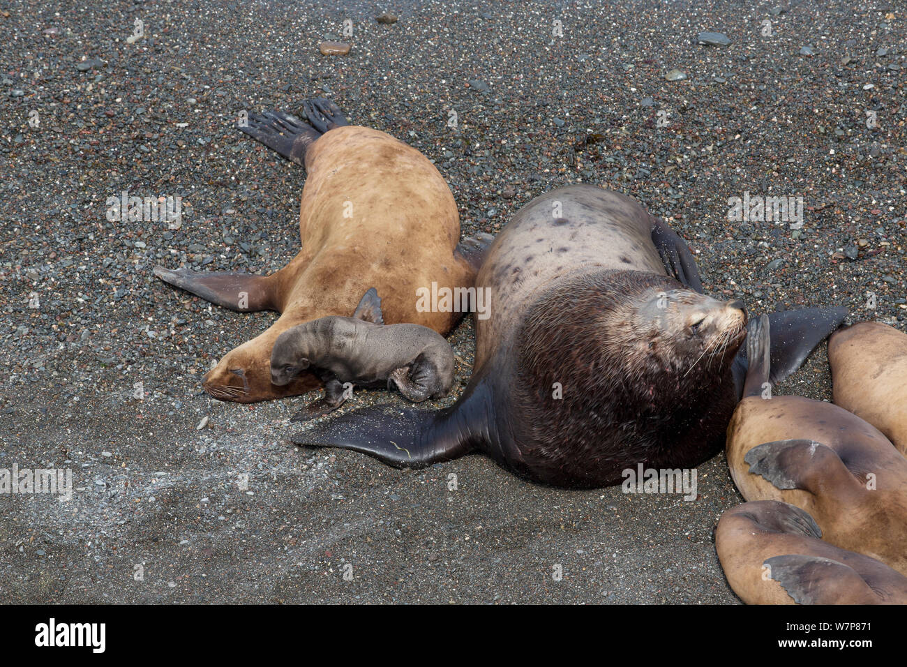 Northern fur seal (Callorhinus ursinus) male, female and new born pup on Tyuleniy Island, Russian Far East, June Stock Photo