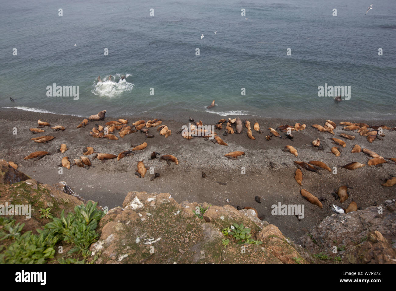 Northern fur seals (Callorhinus ursinus) looking down on breeding colony with male, female and new born pups all resting on Tyuleniy Island, Russian Far East, June. Stock Photo