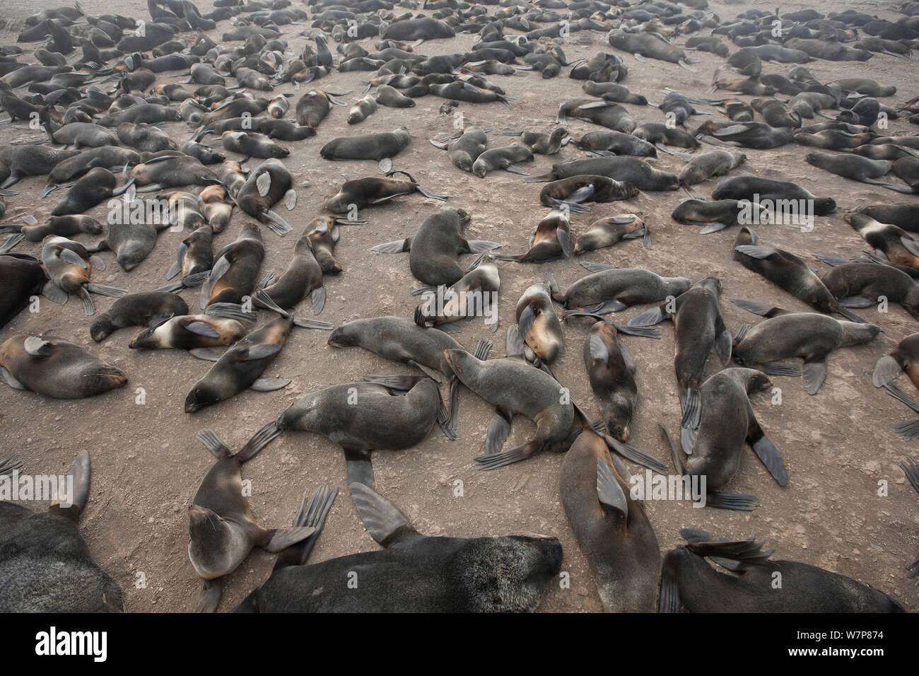 Northern fur seals (Callorhinus ursinus) breeding colony with male, female and new born pups all resting on Tyuleniy Island, Russian Far East, June. Stock Photo