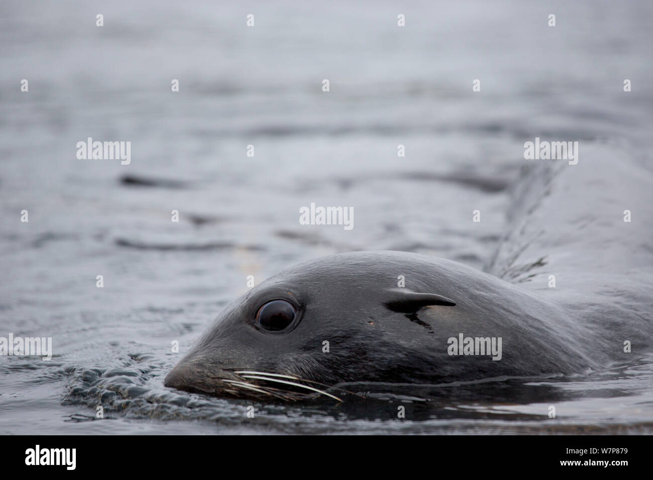 Northern fur seal (Callorhinus ursinus) at sea surface, Skaly Lovushky, the Kuril Islands, Russian Far East Stock Photo