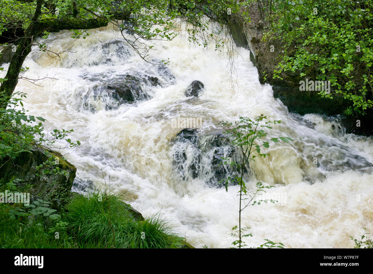 River Marteg in spate. Radnorshire Wildlife Trust Nature Reserve, Wales, UK, June. Stock Photo