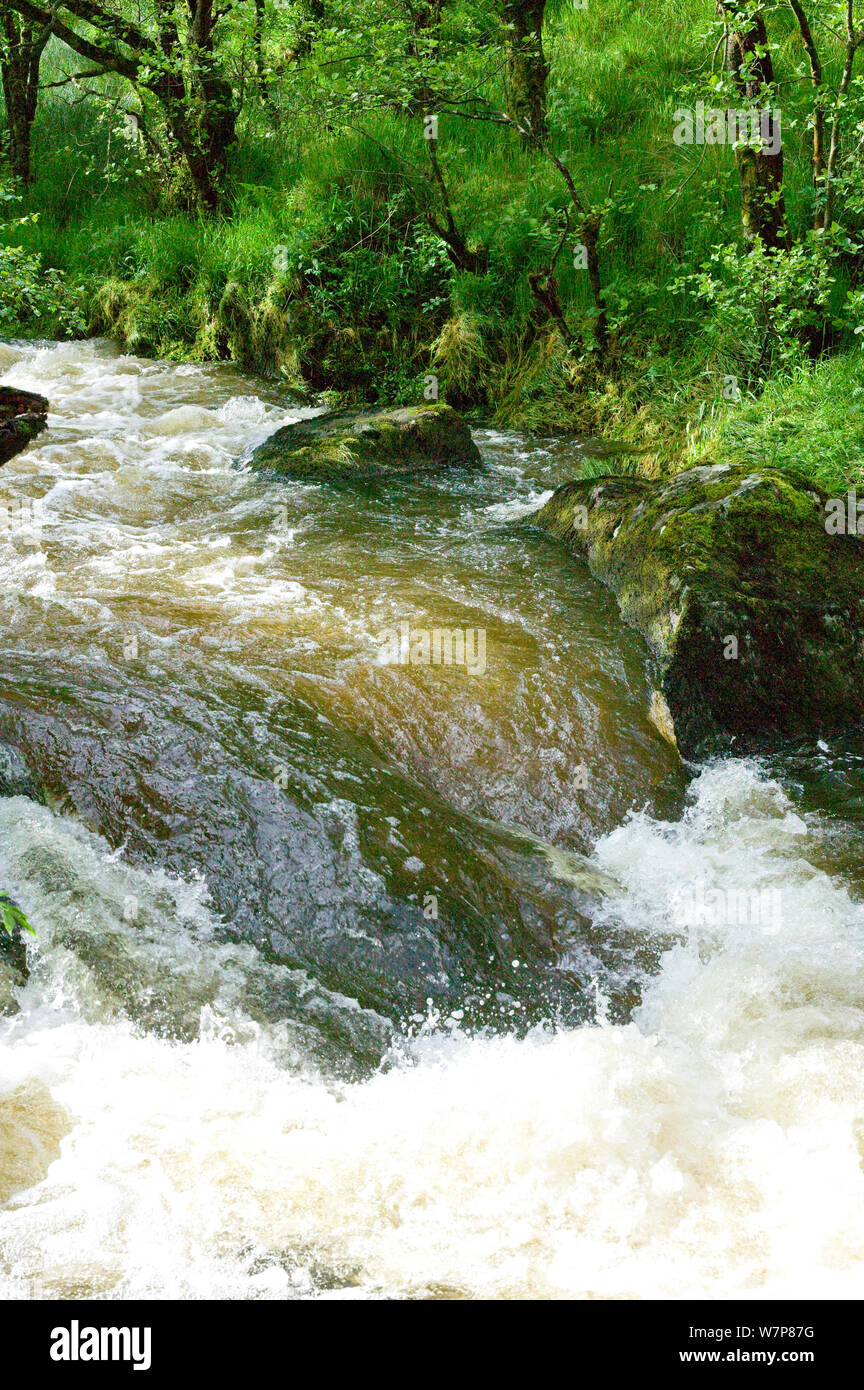 River Marteg in spate. Radnorshire Wildlife Trust Nature Reserve, Wales, UK, June. Stock Photo