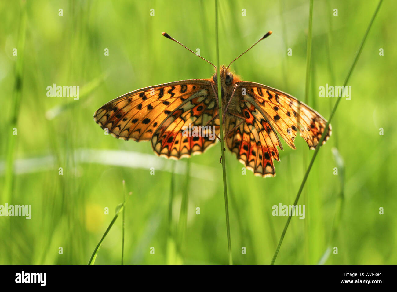 Small pearl bordered fritillary butterfly (Boloria selene) in grass, Radnorshire Wildlife Trust Nature Reserve, Wales, UK, June. Stock Photo